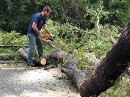 Best Emergency Tree Removal  in USA